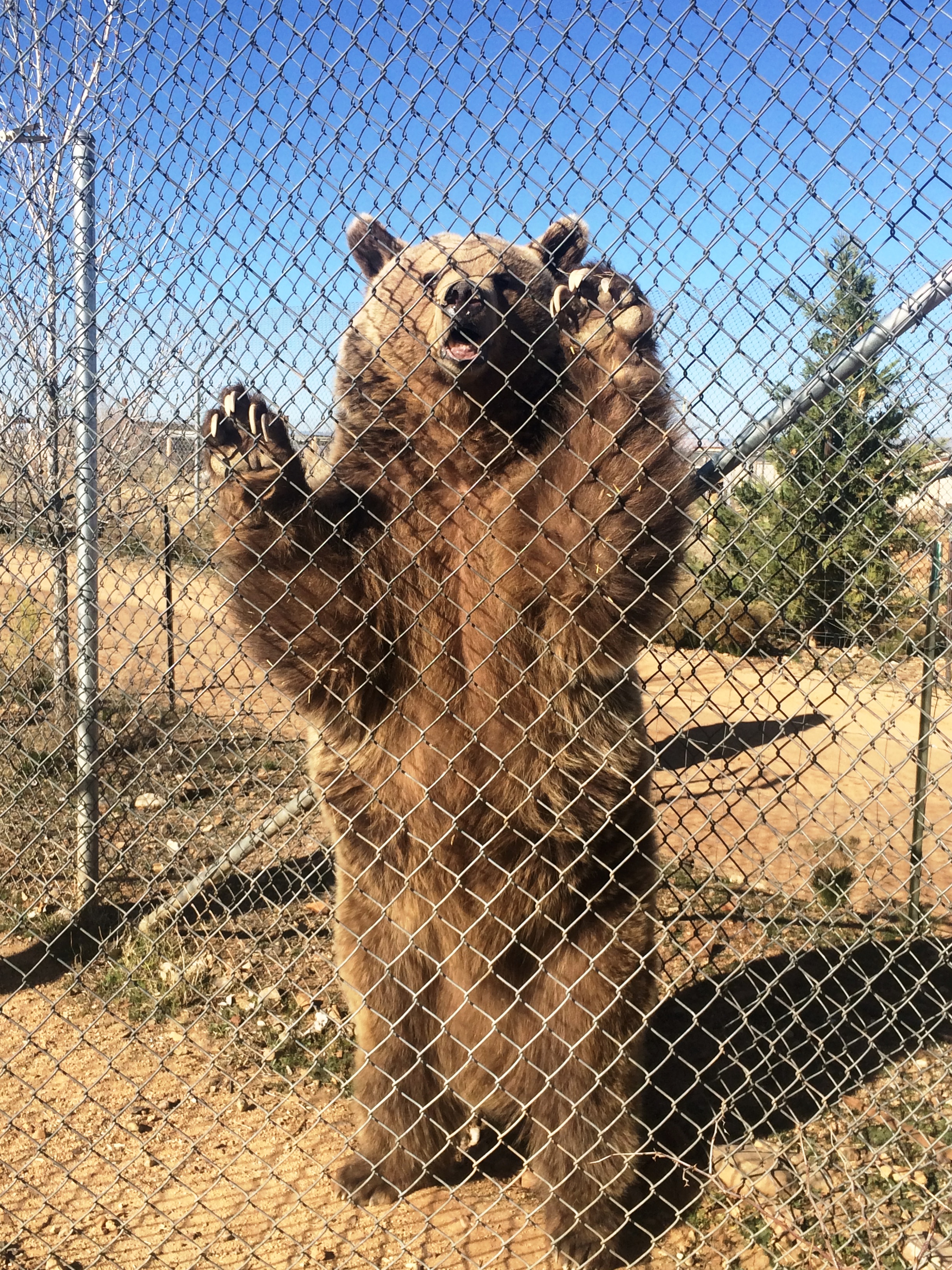 Grizzly, filme sobre urso gigante assassino, ganha trailer mas não